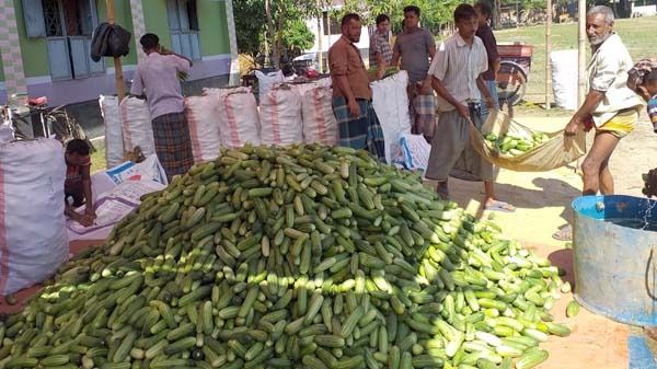 জয়পুরহাটে শশা চাষ করে লাভবান হচ্ছেন প্রান্তিক চাষিরা